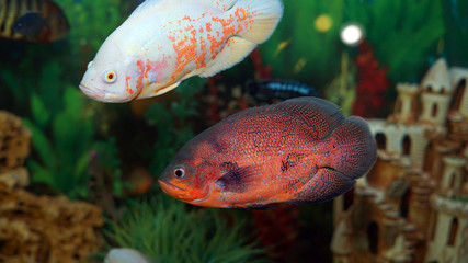 Obraz premium aquarium