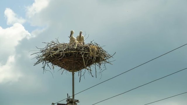 Storks are Sitting in a Nest on a Pillar. Time Lapse
