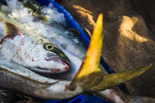Small-scale commercial fisher catch of Yellowtail