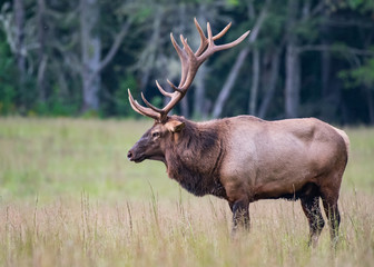 Naklejka na ściany i meble Bull Elk Profile Medium