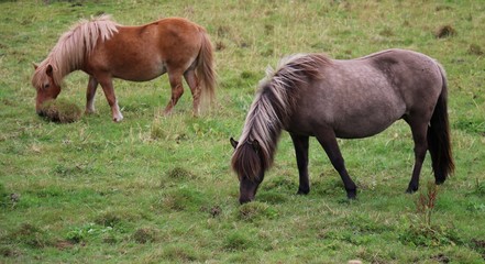 Naklejka na ściany i meble HORSES IN VESTERÅLEN, LAPLAND, NORWAY, SCANDINAVIA, EUROPE