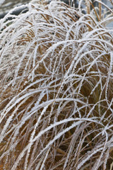 Schilf mit Raureif