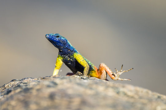 A male Augrabies Flat Lizard flashes his bright coloration to wa