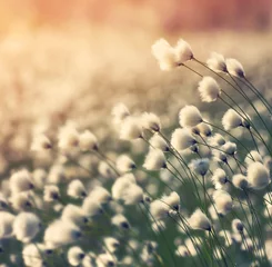  Blooming cotton grass on background of colorful sunset © Leonid Ikan