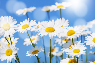 Obraz na płótnie Canvas Beautiful daisies on background of blue sky