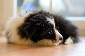 Naklejka premium Border Collie Welpe