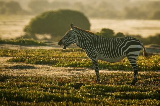 Cape Mountain Zebra Stallion at dawn