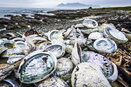 Poached abalone shells line the shoreline of Robben Island with