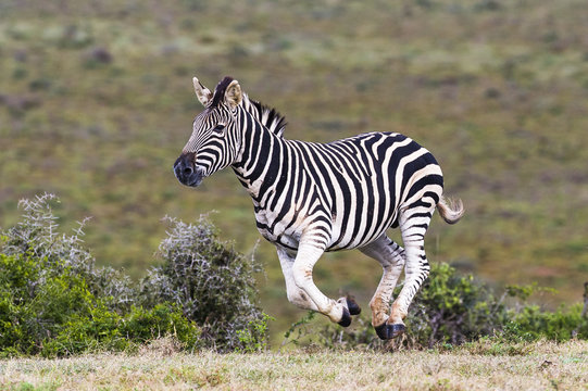 Burchells Zebra running in Addo Elephant National Park