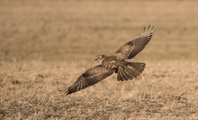 Mäusebussard beim Beuteflug