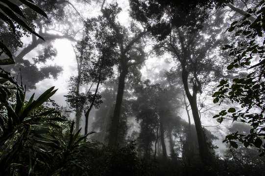 Mount Gorongoza mist-forest shrouded in thick mist