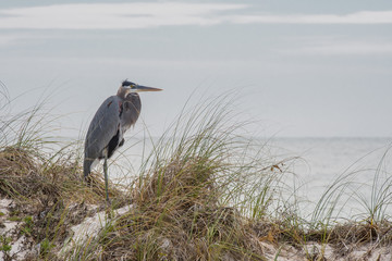 Heron with Copy Space