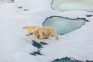 Polar bear mother with cute cub walking on ice