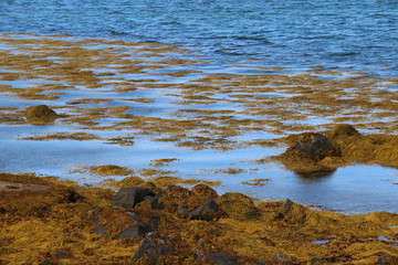 AQUATIC PLANTS, LAPLAND, NORWAY, SCANDINAVIA, EUROPE