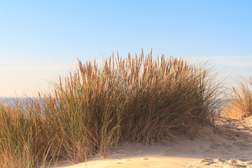 Marram Grass