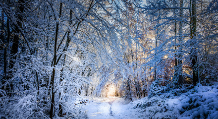 Fototapete bei efototapeten.de bestellen   