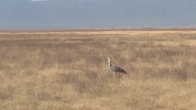 CLOSE UP: Kori bustard bird standing on vast arid African savannah field