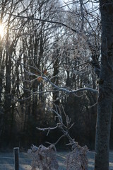 arbre gelé