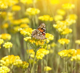 Painted Lady butterfly (Vanessa cardui) on  flowering immortelle