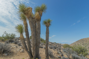 Fototapeta na wymiar Joshua Tree (Yucca Brevifolia) in Joshua Tree National Park, California
