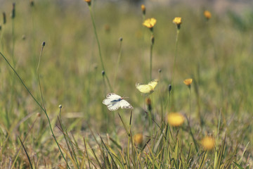 Butterflies dancing cheerily on the river embankment where a yellow flower blooms