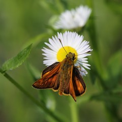 Butterfly large skipper (Ochlodes sylvanus) on a daisy flower.