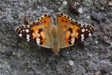 Butterfly Painted Lady (Vanessa cardui) on the stone.