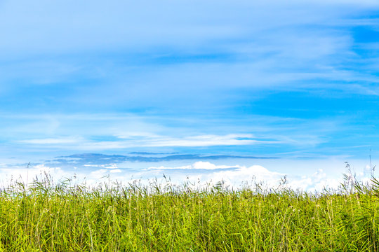 Summer view with copy space. Horizon of reed against blue sky with Cirrus clouds. 