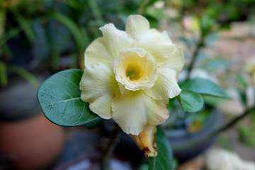 Obraz premium white flowers