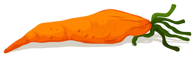 Rotten carrot on the ground