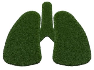 Grassy lungs on white background. Isolated digital illustration. 3d rendering