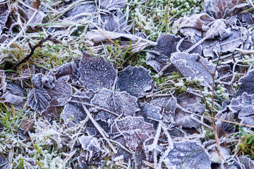 Frozen Leaves