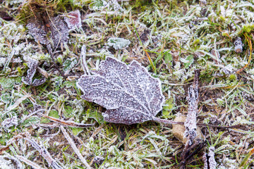 Frozen Leaf