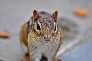 Fototapeta premium Chipmunk 1