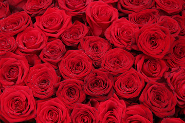 Big group of red roses