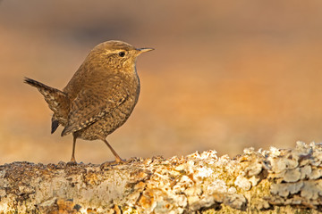 Winter wren
