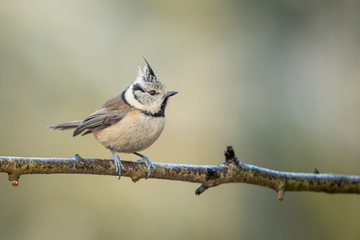 Obraz premium Crested Tit