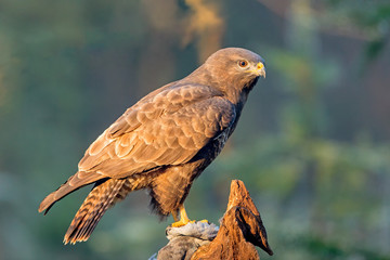 Common Buzzard