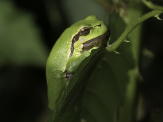 tree frog on a leave