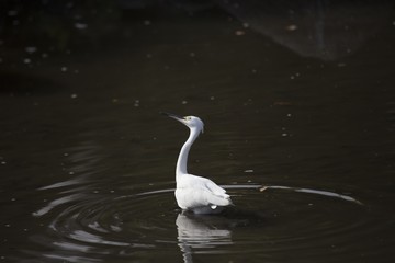 Little Egret (Egretta garzetta)