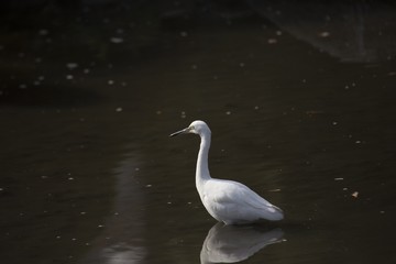 Little Egret (Egretta garzetta)
