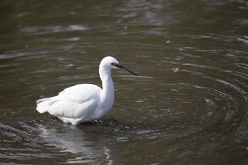 Little Egret (Egretta garzetta)