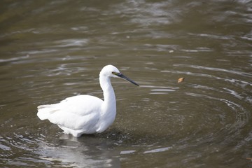 Obraz premium Little Egret (Egretta garzetta)