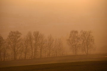 Obraz premium Baumreihe im Abendlicht
