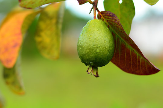 A fresh guava