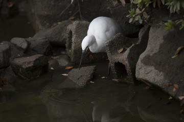 Little Egret (Egretta garzetta)
