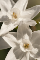 Fototapeta na wymiar Flowers of Narcissus tazetta