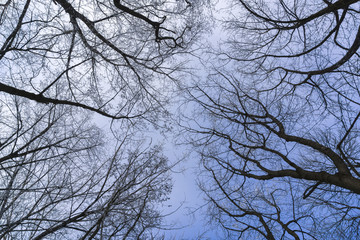 Baumkronen im Winter 