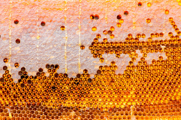 Honeycombs with bee honey in cells.