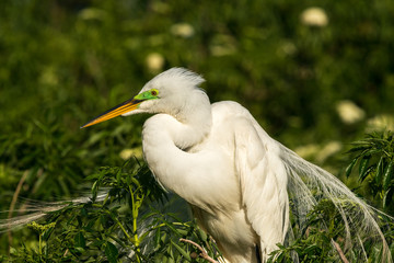 potrait of the Great egret (Ardea alba).